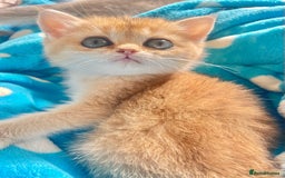 British Shorthair cats for sale: Gorgeous pure breed colour point and golden kitten - Image 14