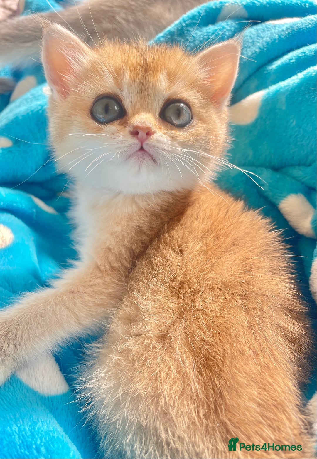 British Shorthair cats for sale: Gorgeous pure breed colour point and golden kitten - Image 14