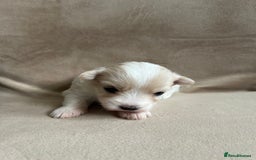 Coton De Tulear dogs for sale: Coton de Tulear puppies  - Image 12