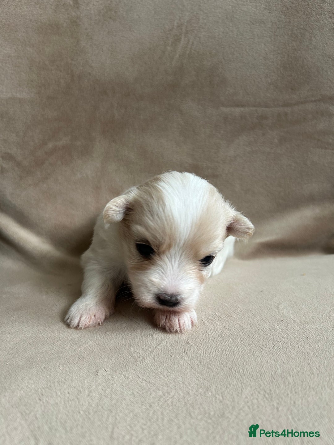 Coton De Tulear dogs for sale: Coton de Tulear puppies  - Image 12