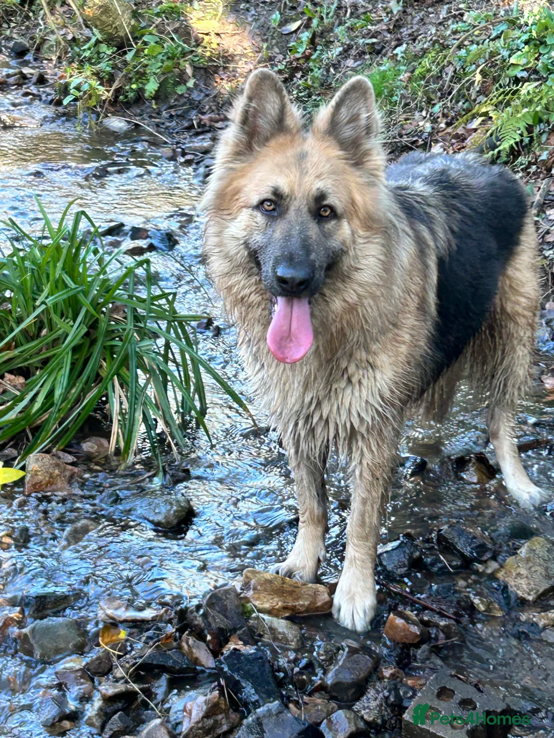 German Shepherd dogs for sale: German shepherd puppies ready 10 April 2026 - Advert 1