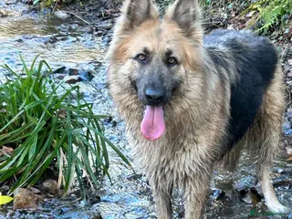 German Shepherd dogs German shepherd puppies DUE 20 th February 2026 - Advert 11