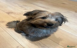 Mixed Breed dogs for sale: Rollo pollo  - Image 6