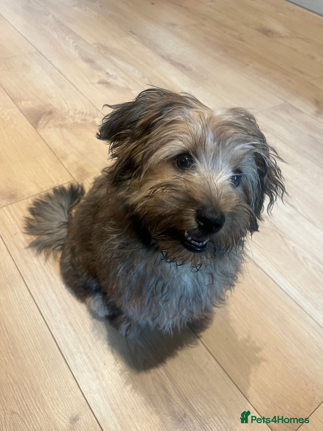 Mixed Breed dogs for sale: Rollo pollo  - Image 6