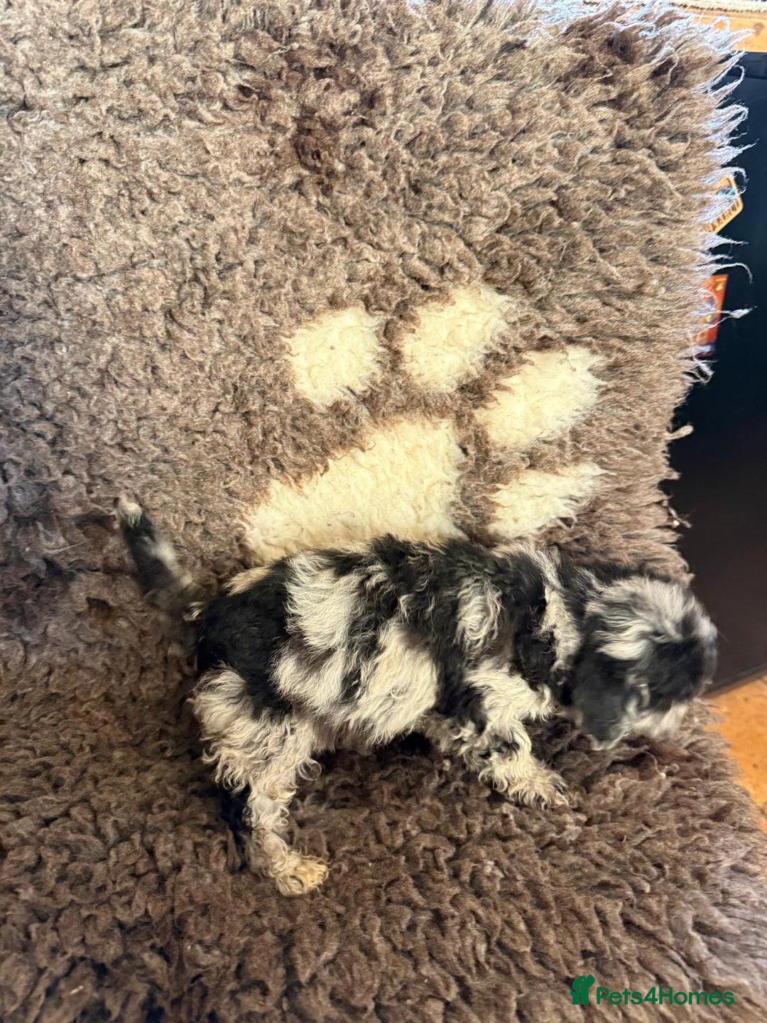 Toy Poodle dogs for sale: Exquisite Toy Poodle pups - Health tested parents - Advert 23