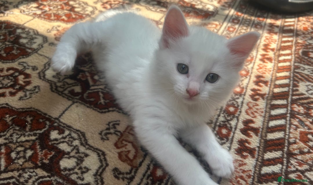 Turkish Angora cats for sale: Two beautiful Turkish Angora kittens  in Cambridge - Image 4