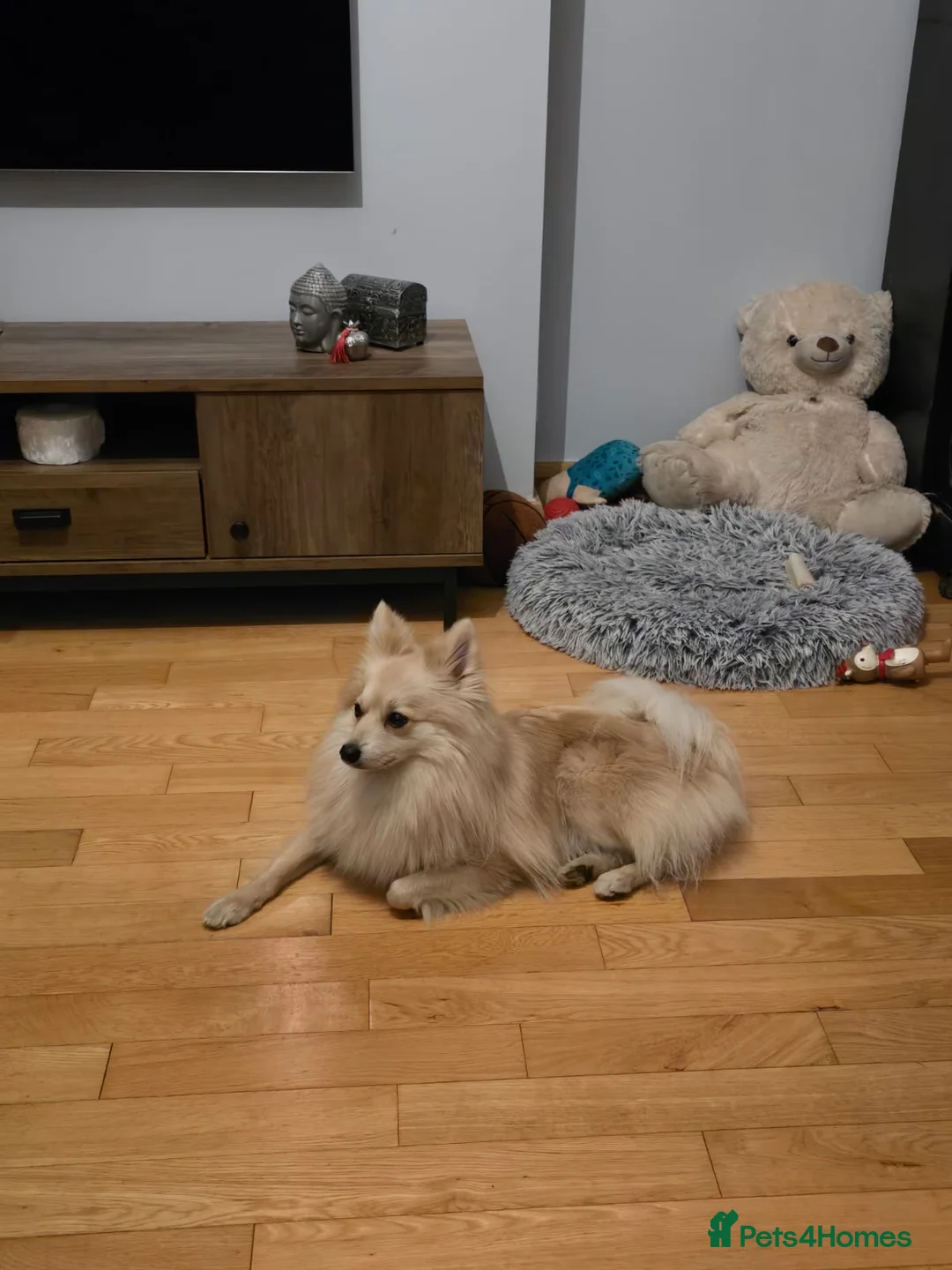 Mixed Breed dogs for sale: Gorgeous Pomeranian for sale - Advert 2