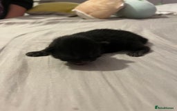 British Shorthair cats for sale: Black kittens - Image 5