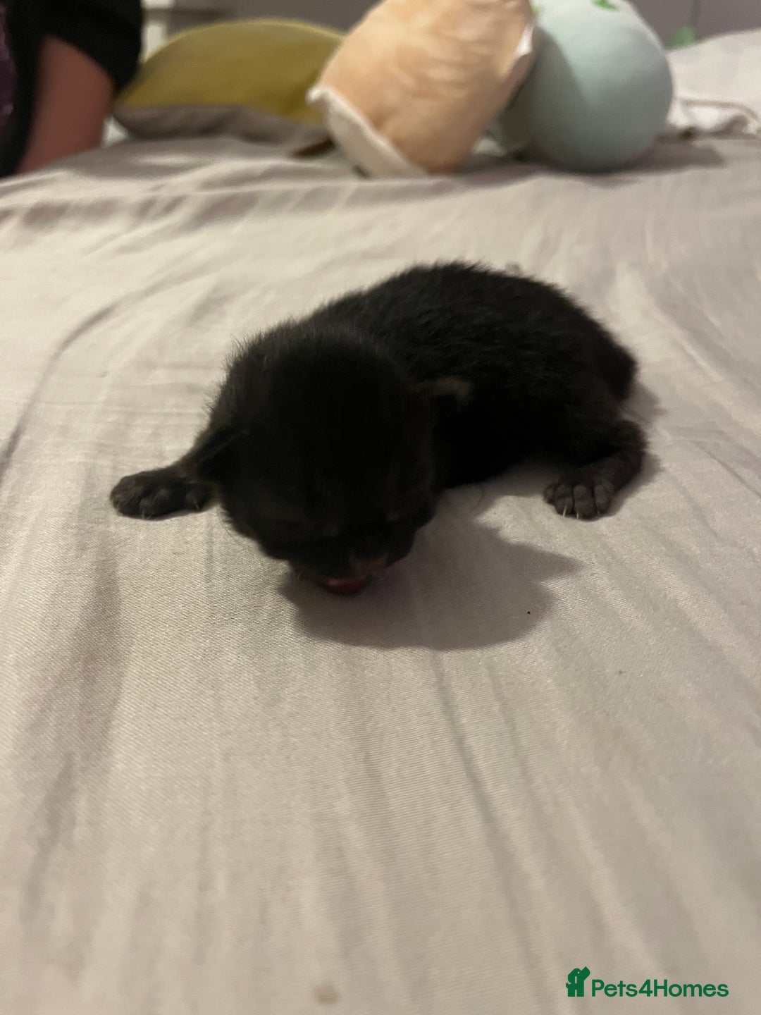 British Shorthair cats for sale: Black kittens - Image 5