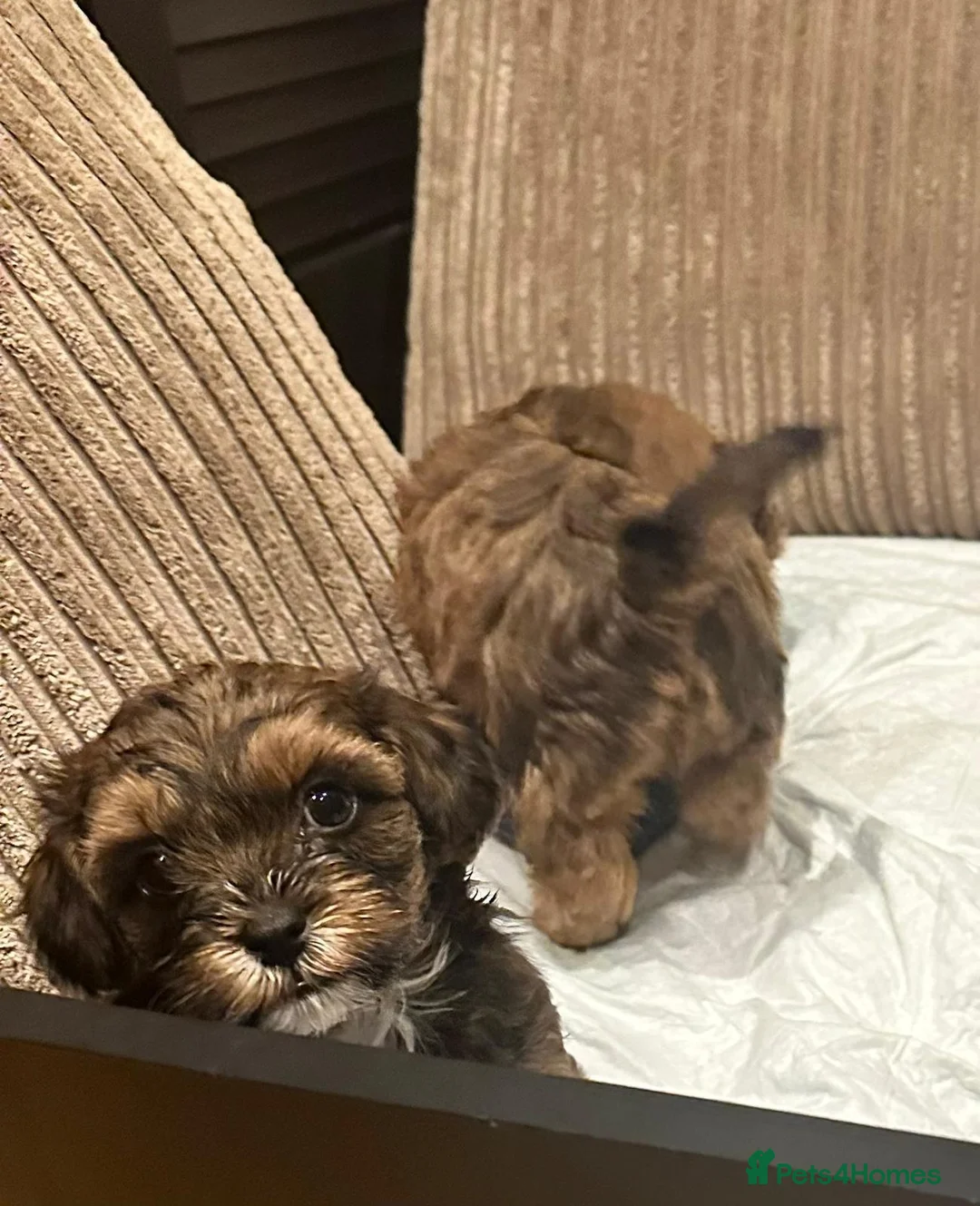 Shihpoo dogs for sale: Stunning Shihpoos in London Knightsbridge - Advert 5