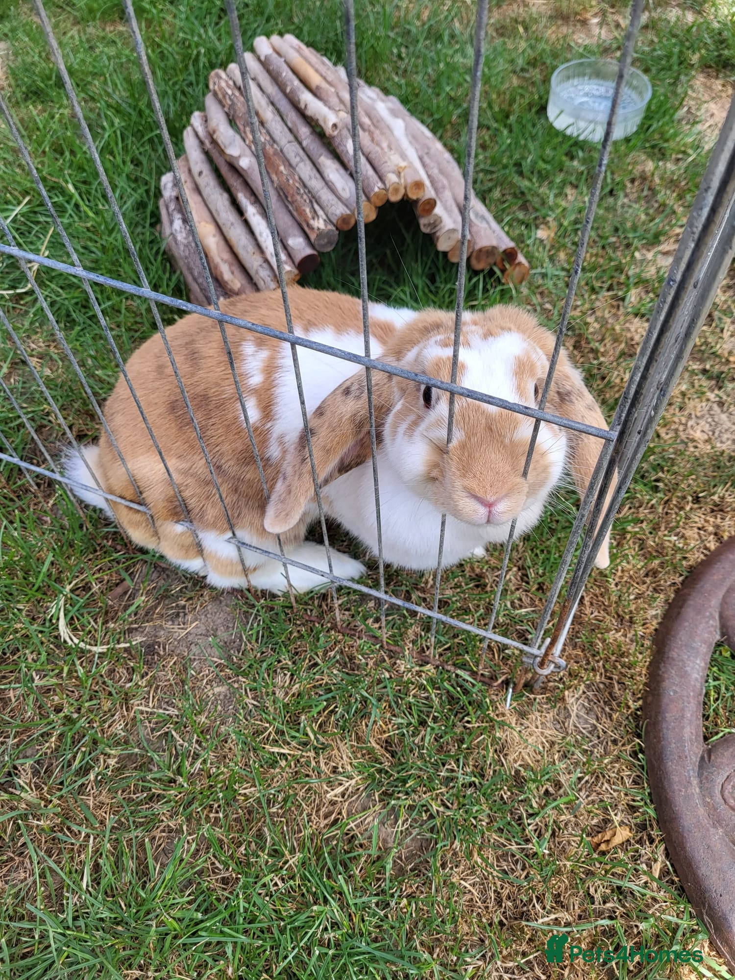 French Lop rabbits French lop (indoor) female rabbit - Advert 1