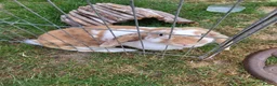 French Lop rabbits for sale: French lop (indoor) female rabbit in Shoreham-by-Sea - Advert 1