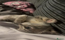 British Shorthair cats for sale:  **   - Advert 4