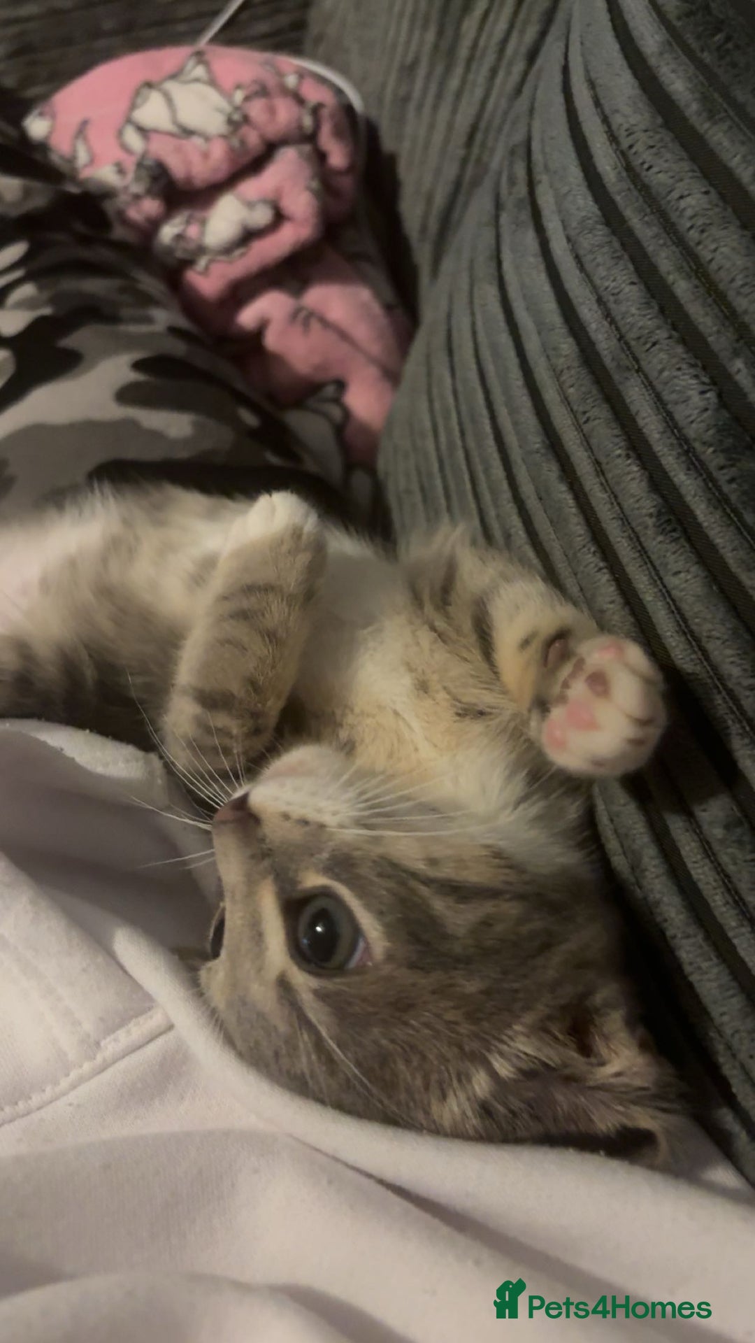 British Shorthair cats for sale:  **   - Advert 4