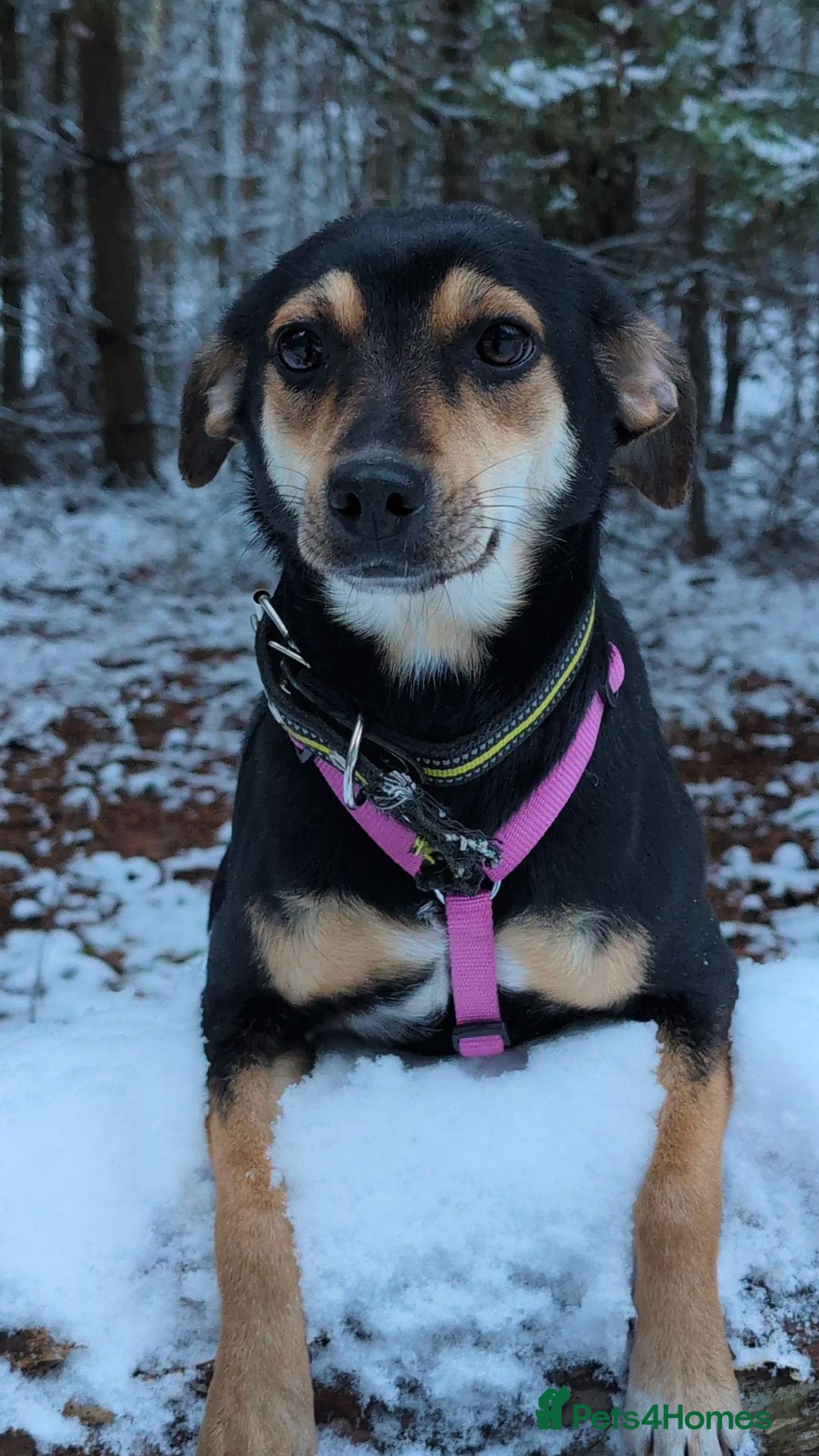 Miniature Pinscher dogs for adoption: 🐾 ROSE – Female Miniature Pinscher - Advert 1