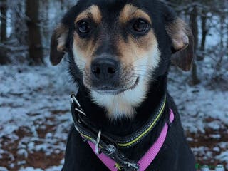 Miniature Pinscher dogs 🐾 ROSE – Female Miniature Pinscher - Advert 11