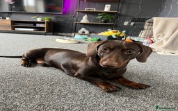 Miniature Dachshund dogs for sale: 2 year old Miniature Dachshund - Image 3