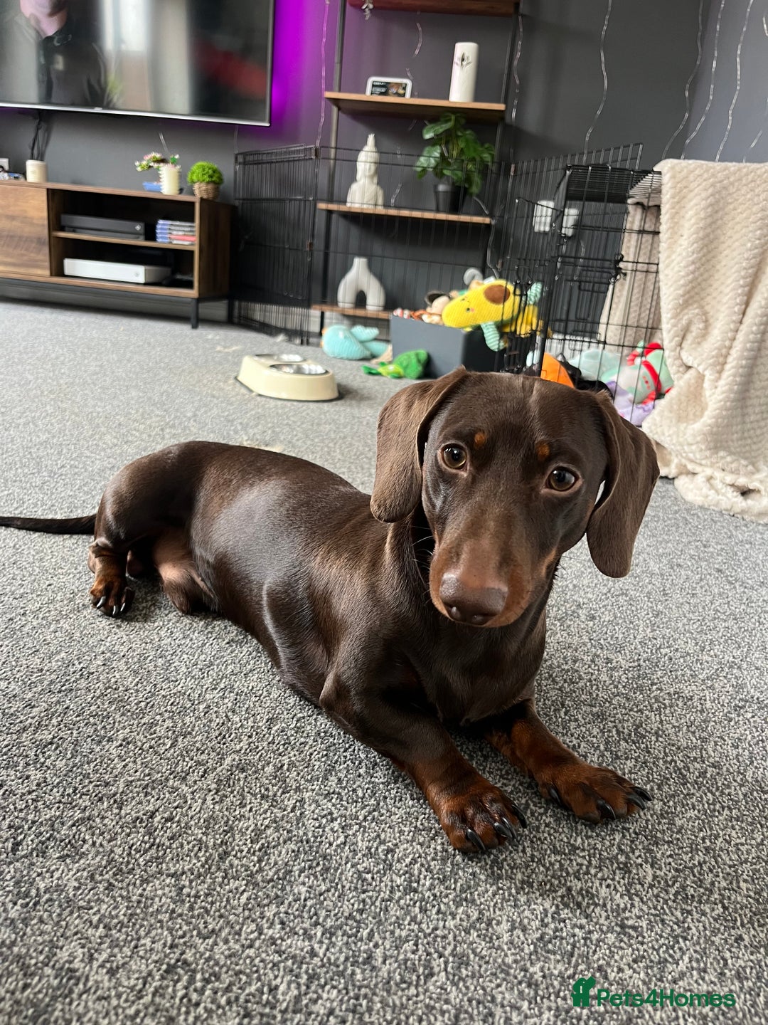 Miniature Dachshund dogs for sale: 2 year old Miniature Dachshund - Image 3
