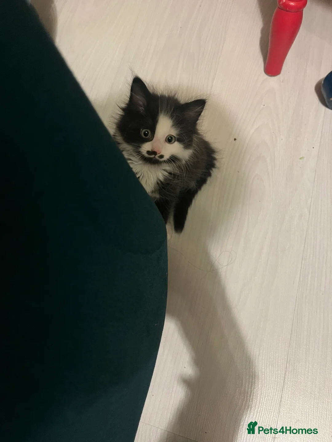 Mixed Breed cats for sale: Mr Moustache 🥸🥰beautiful long haired boy ❤️ - Advert 2
