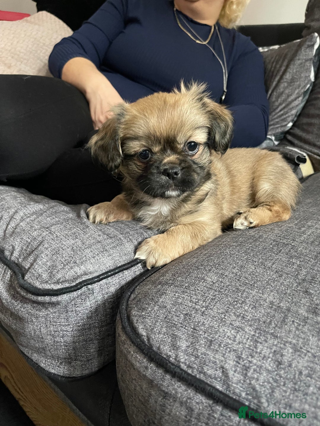 Pug Dog Pug Tibetan Spaniel Long Haired Pug Looking Dog Sales