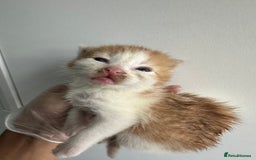 Mixed Breed cats for sale: Mixed breed kittens for sale - Advert 2