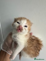 Mixed Breed cats Mixed breed kittens for sale - Advert 3