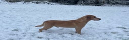 Labrador Retriever dogs for stud: Fully health Tested Labrador, Carrying Fox Red in Tewkesbury - Advert 3