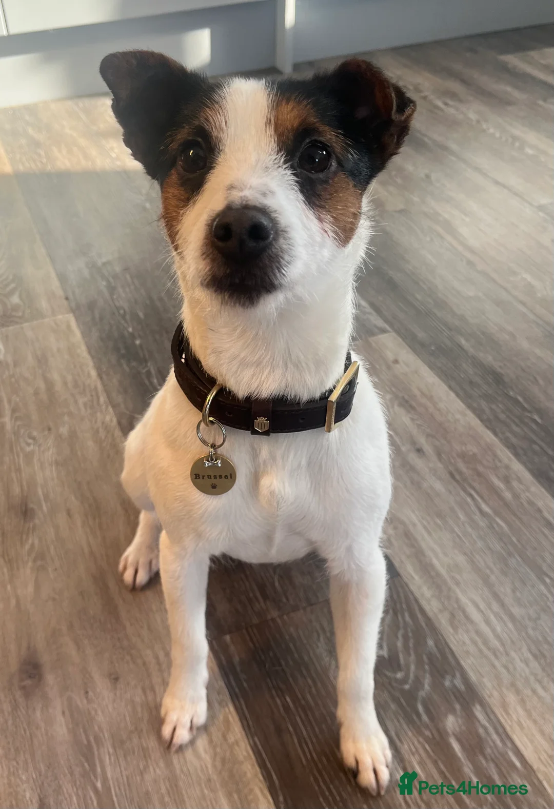 Jack Russell dogs for stud: Jack Russell for *STUD* - Advert 2