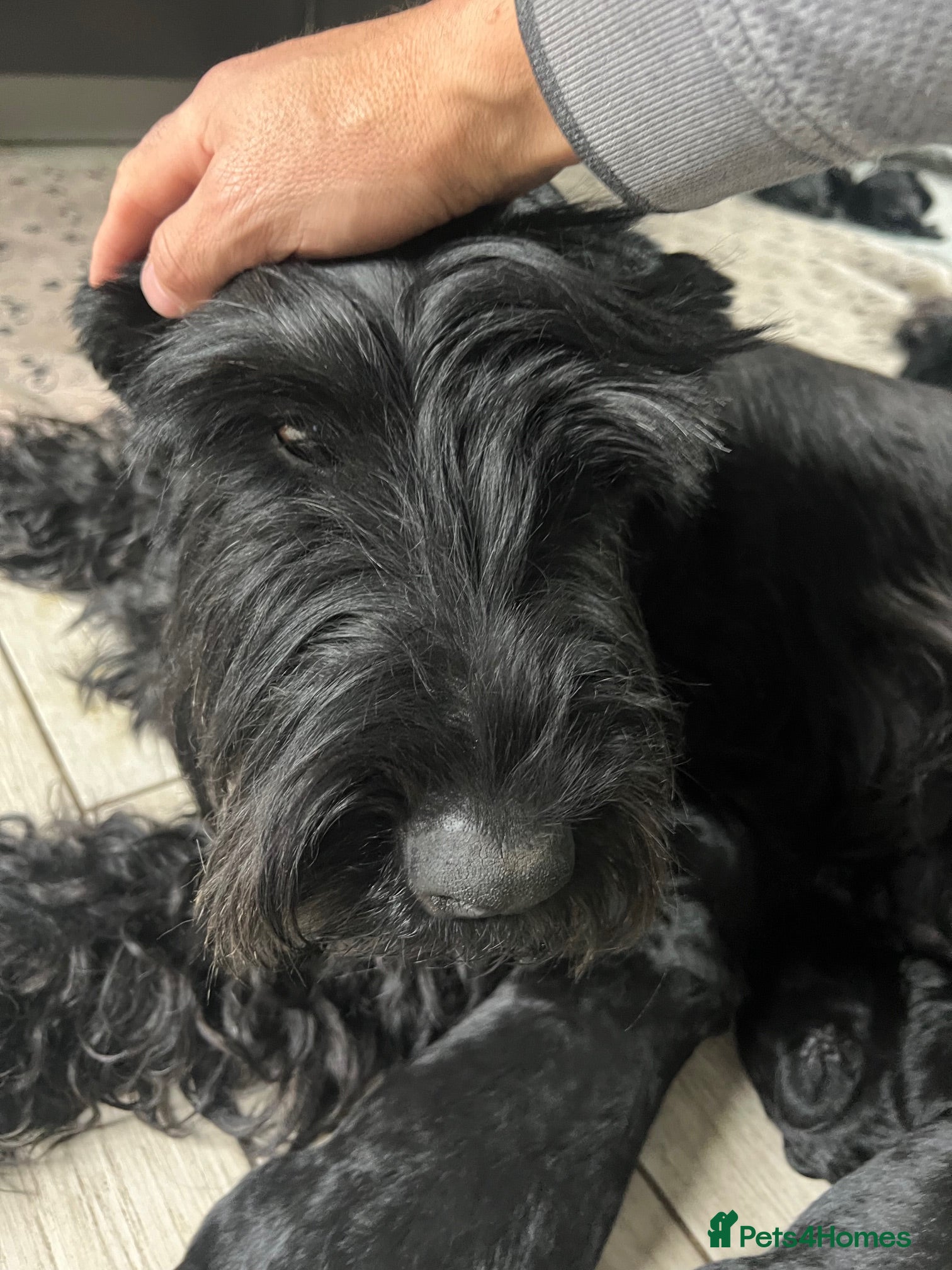 Giant Schnauzer dogs KC Registered Giant Schnauzer Puppies - Advert 1