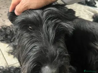 Giant Schnauzer dogs KC Registered Giant Schnauzer Puppies - Advert 2