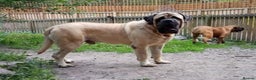 Mastiff dogs for sale: KC registered English Mastiff girls  - Advert 13