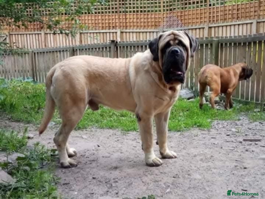 Mastiff dogs for sale: KC registered English Mastiff girls  - Advert 13