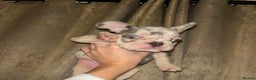 French Bulldog dogs for sale: READY NOW French bulldog pups REDUCED - Advert 7