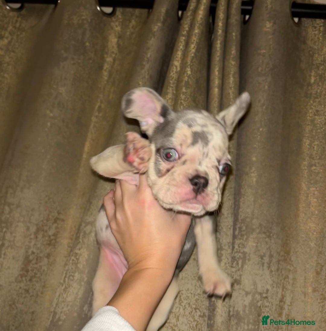 French Bulldog dogs for sale: READY NOW French bulldog pups REDUCED - Advert 7