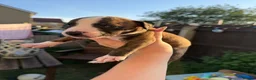 Mixed Breed dogs for sale: Staffordshire Bull Terrier × Whippet Puppies in Peterborough - Advert 12