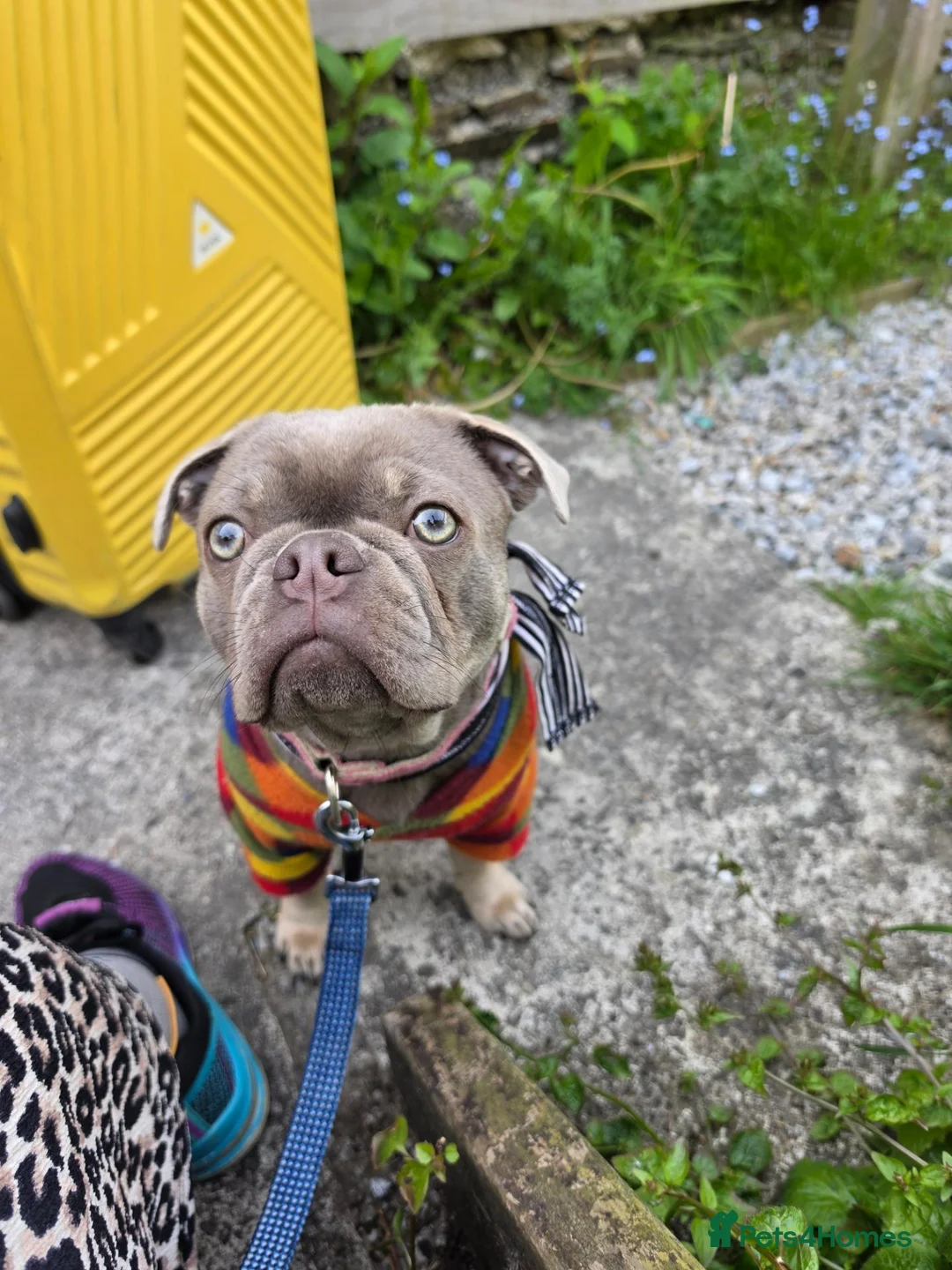 Frug dogs for sale: 1 year old Puppy For Sale in Fareham - Advert 2