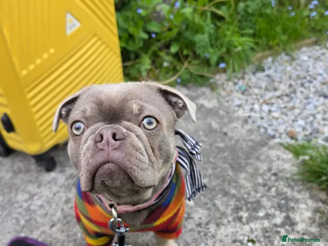 Frug dogs for sale: 1 year old Puppy For Sale - Advert 2