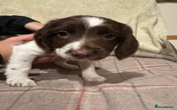 Sprocker dogs for sale: Sprocker Spaniel Puppies  - Image 5