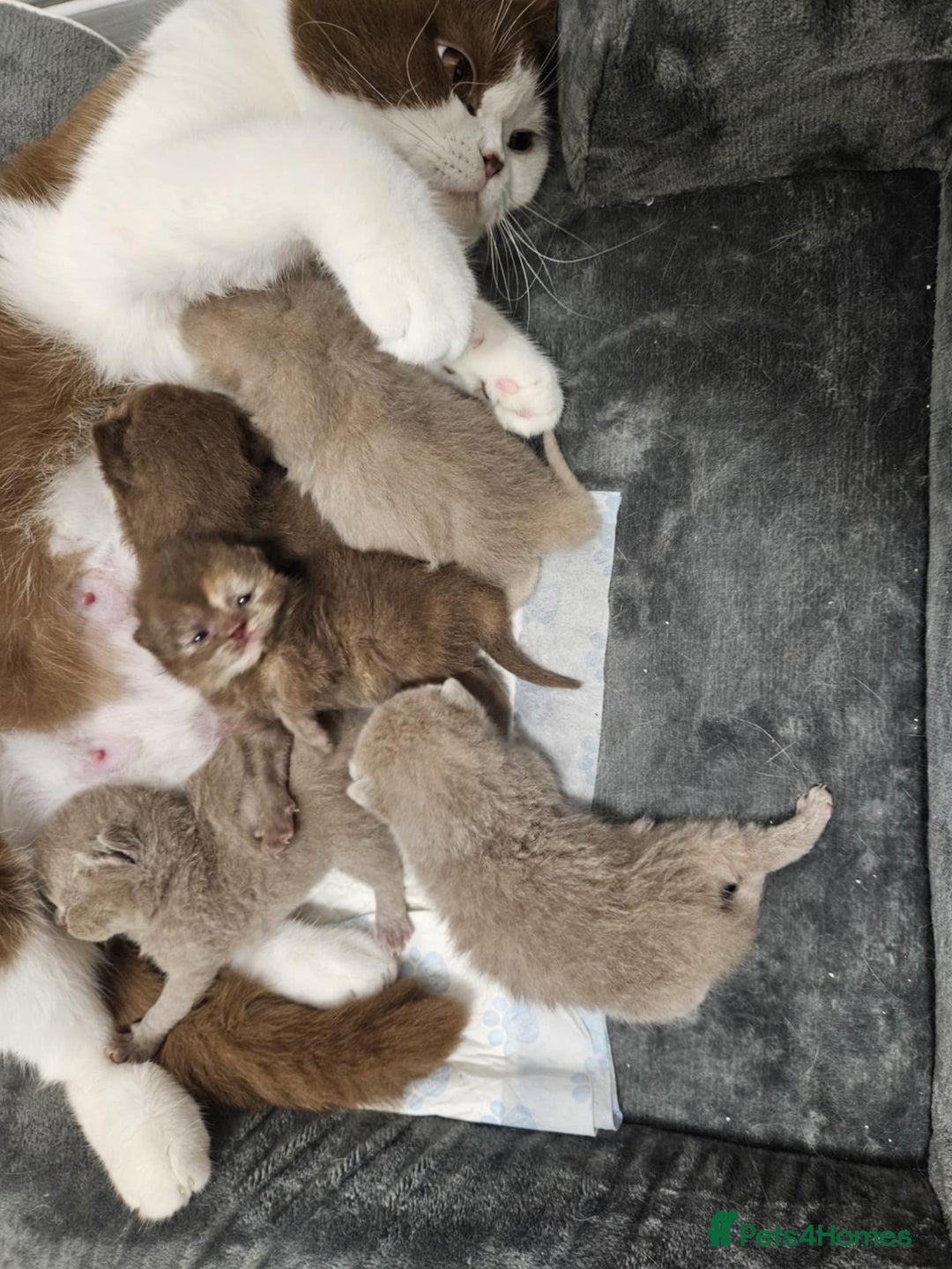 British Shorthair cats for sale: 🐾 British Shorthair Kittens – Ready Now 🐾 - Image 8