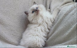 Ragdoll cats for sale: GCCF PET/ACTIVE KITTENS CHAMPION IMP BLOODLINES - Image 13