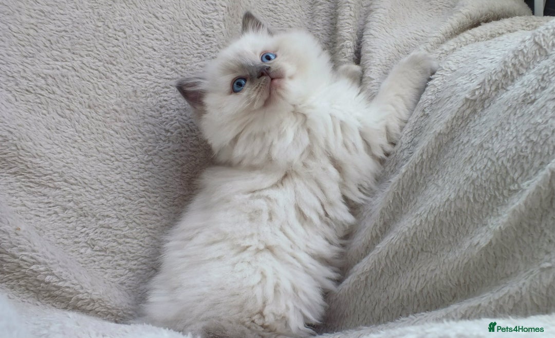 Ragdoll cats for sale: GCCF PET/ACTIVE KITTENS CHAMPION IMP BLOODLINES - Image 13