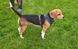 Beagle dogs for adoption: ❤️🐾 Lucy – A TRUE LITTLE GEM 🐾❤️ - Image 9