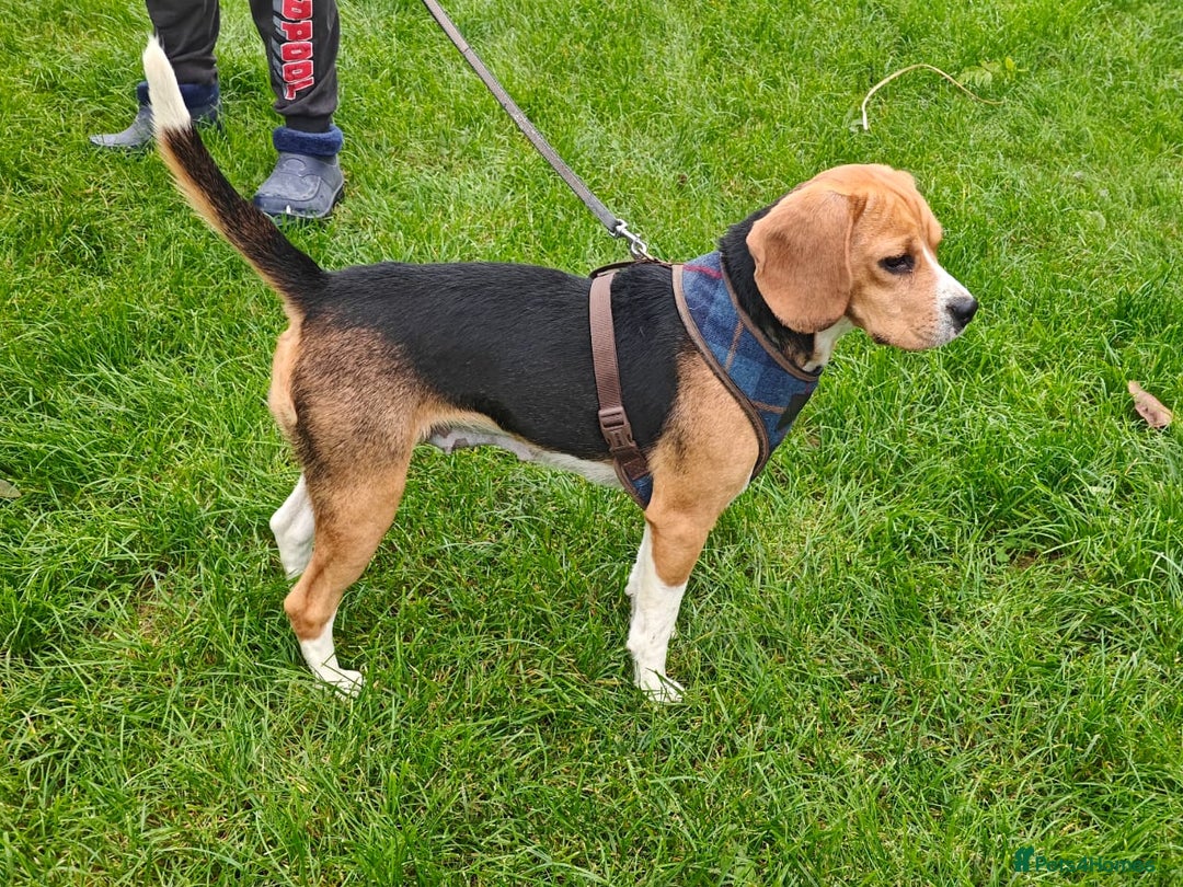 Beagle dogs for adoption: ❤️🐾 Lucy – A TRUE LITTLE GEM 🐾❤️ - Image 9