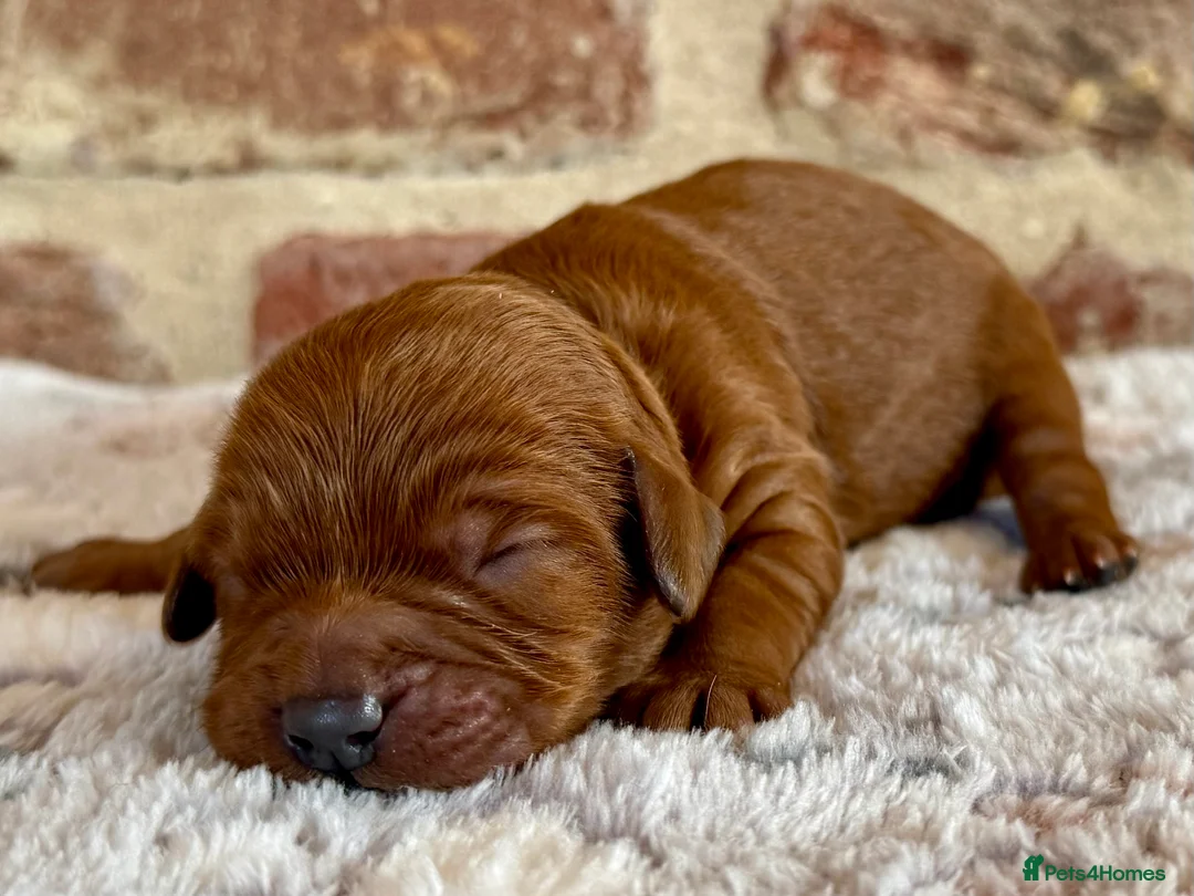 Cavapoo dogs for sale: F1 cavapoos  - Advert 23