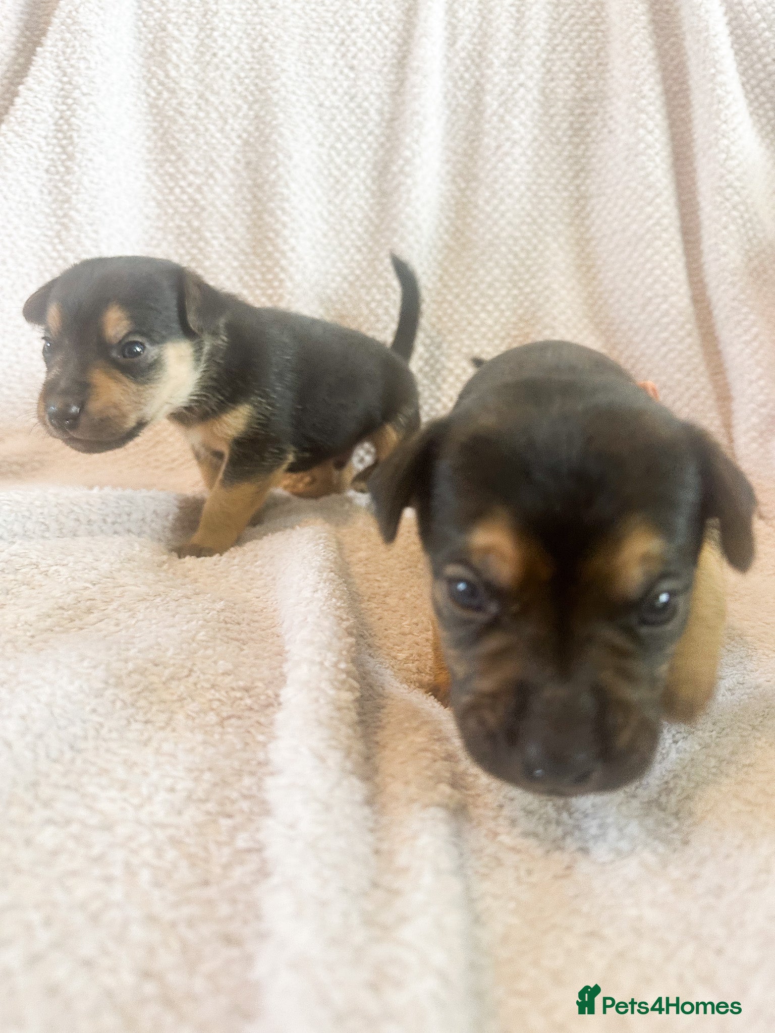  Puppy 1