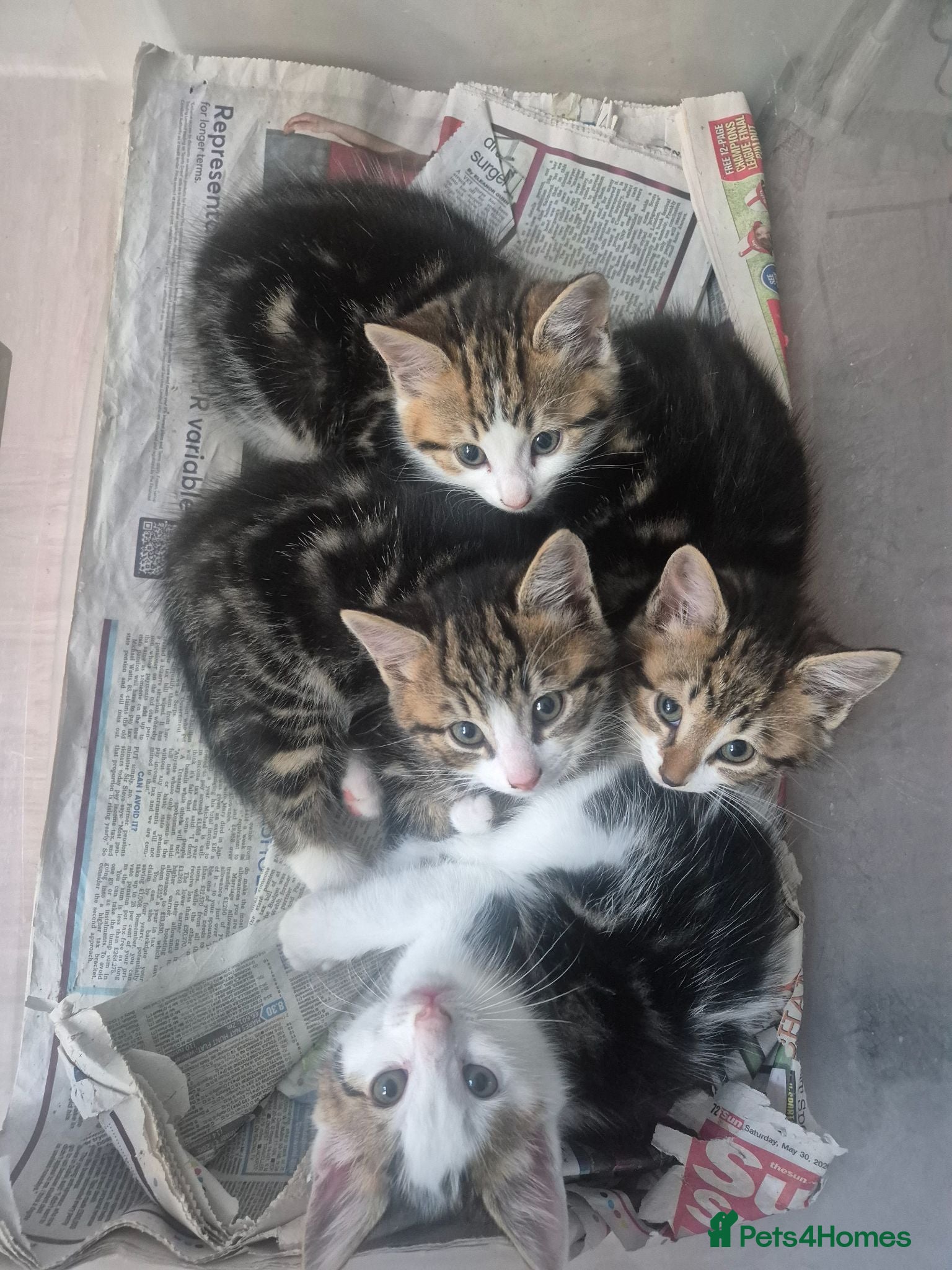 Mixed Breed cats Mixed Kittens for sale - Advert 1