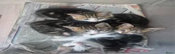 Mixed Breed cats for sale: Mixed Kittens for sale - Advert 1