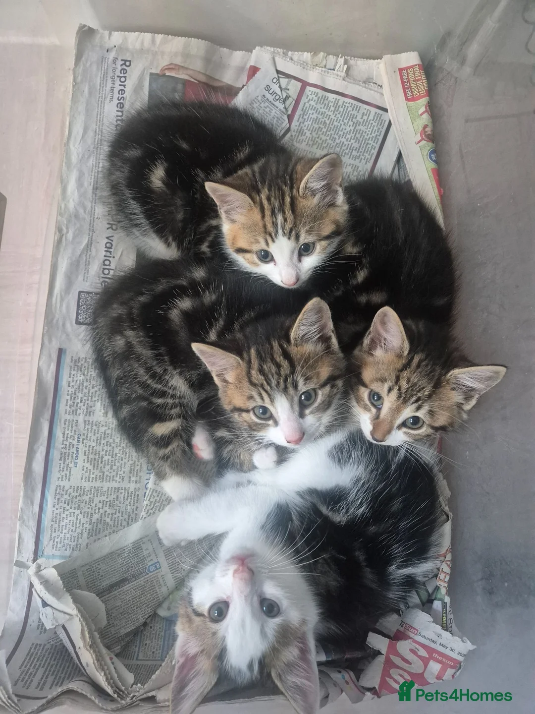 Mixed Breed cats for sale: Mixed Kittens for sale - Advert 1