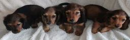 Miniature Dachshund dogs for sale: K.C. Reg. Longhaired Miniature Males - Advert 2