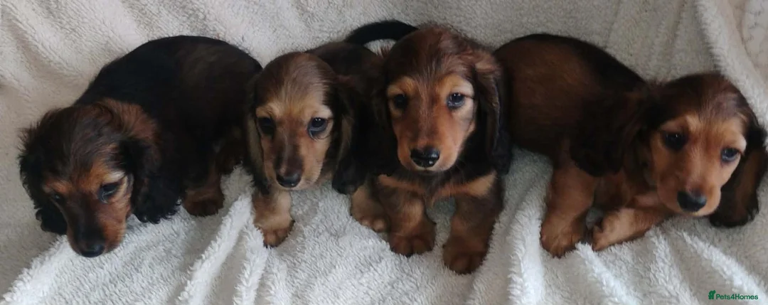 Miniature Dachshund dogs for sale: K.C. Reg. Longhaired Miniature Males - Advert 2